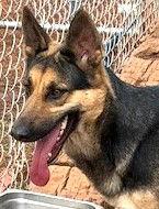 Lacey, Adopted, Young Female German Shepherd Dog.
