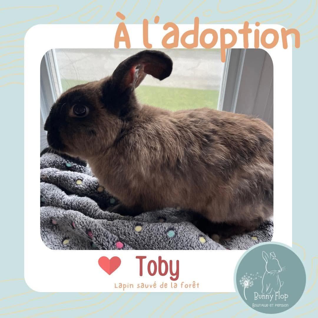 Enlarge Toby, a Adoptable American in Saint-Dominique, QC image 1/1