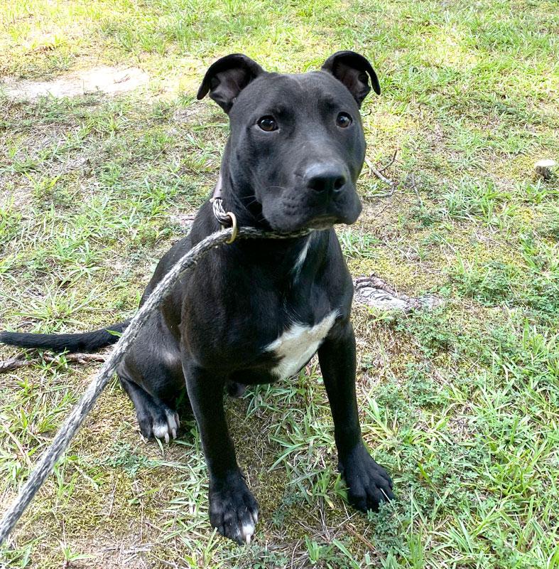 Jett, a ADOPTABLE mixed breed in Monroe, GA image 1/4