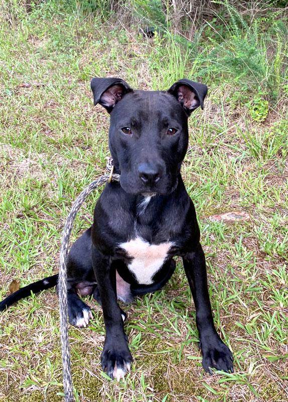 Jett, a ADOPTABLE mixed breed in Monroe, GA image 4/4