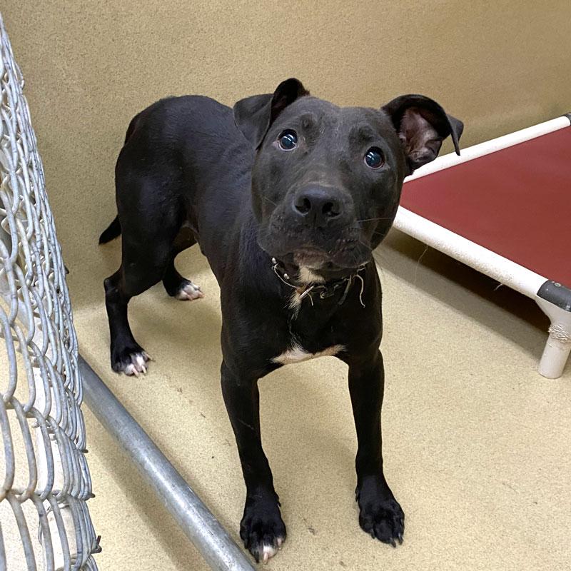 Jett, a ADOPTABLE mixed breed in Monroe, GA image 3/4