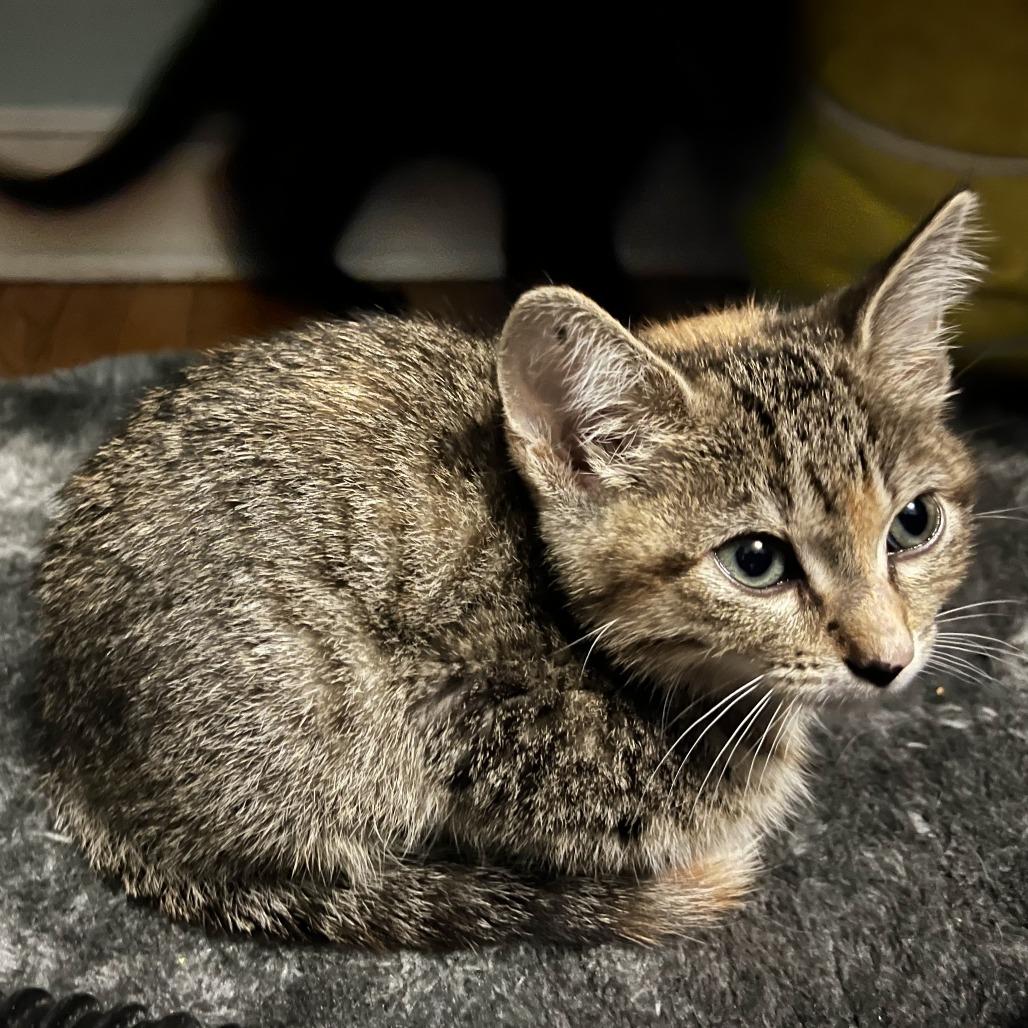 Enlarge Cross Stitch, a Adoptable Domestic Short Hair in St. Paul, MN image 1/6