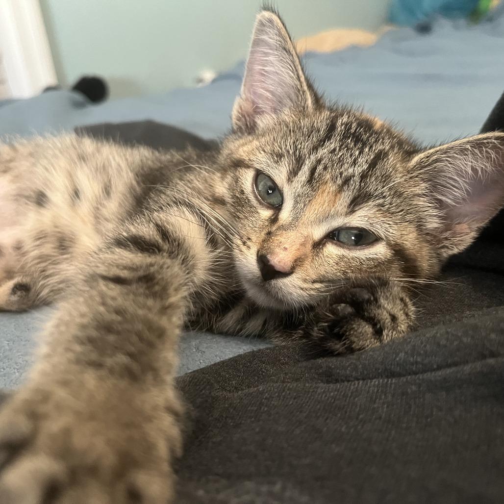 Enlarge Cross Stitch, a Adoptable Domestic Short Hair in St. Paul, MN image 2/6