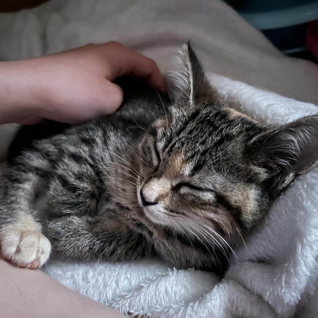 Enlarge Cross Stitch, a Adoptable Domestic Short Hair in St. Paul, MN image 3/6