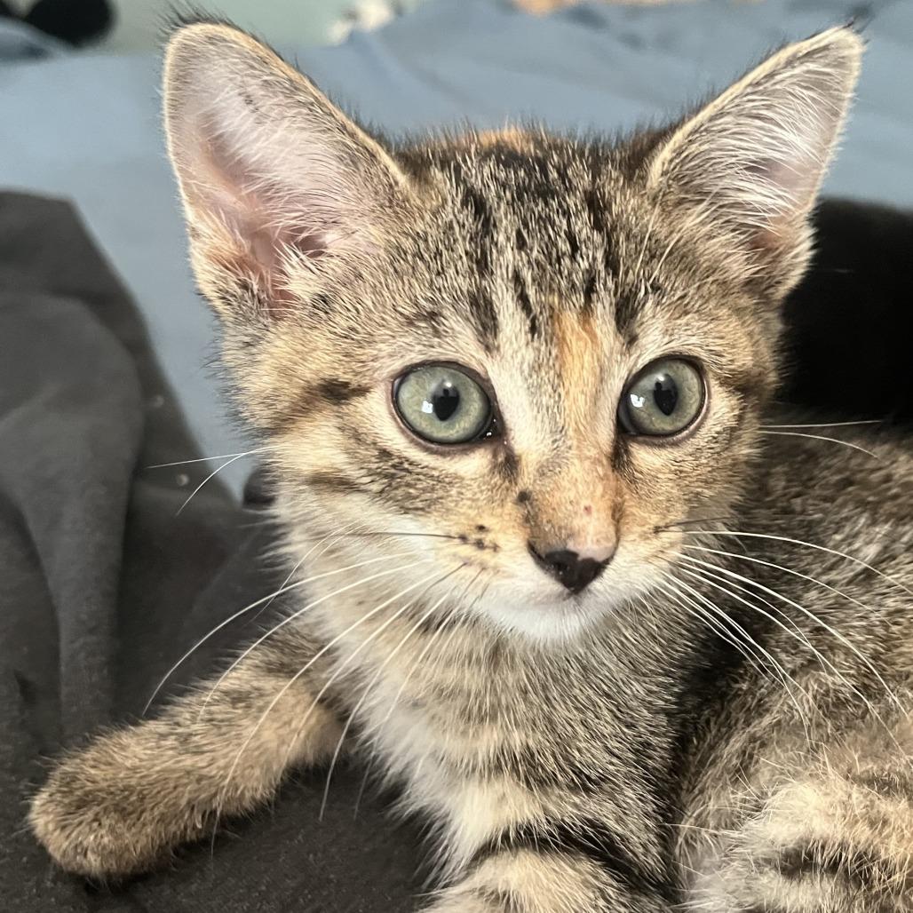 Enlarge Cross Stitch, a Adoptable Domestic Short Hair in St. Paul, MN image 5/6