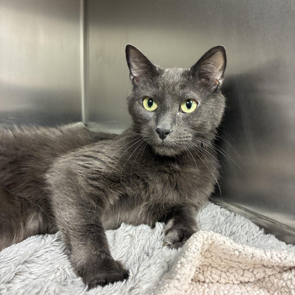 Toby, Adoptable, Adult Male Domestic Short Hair.