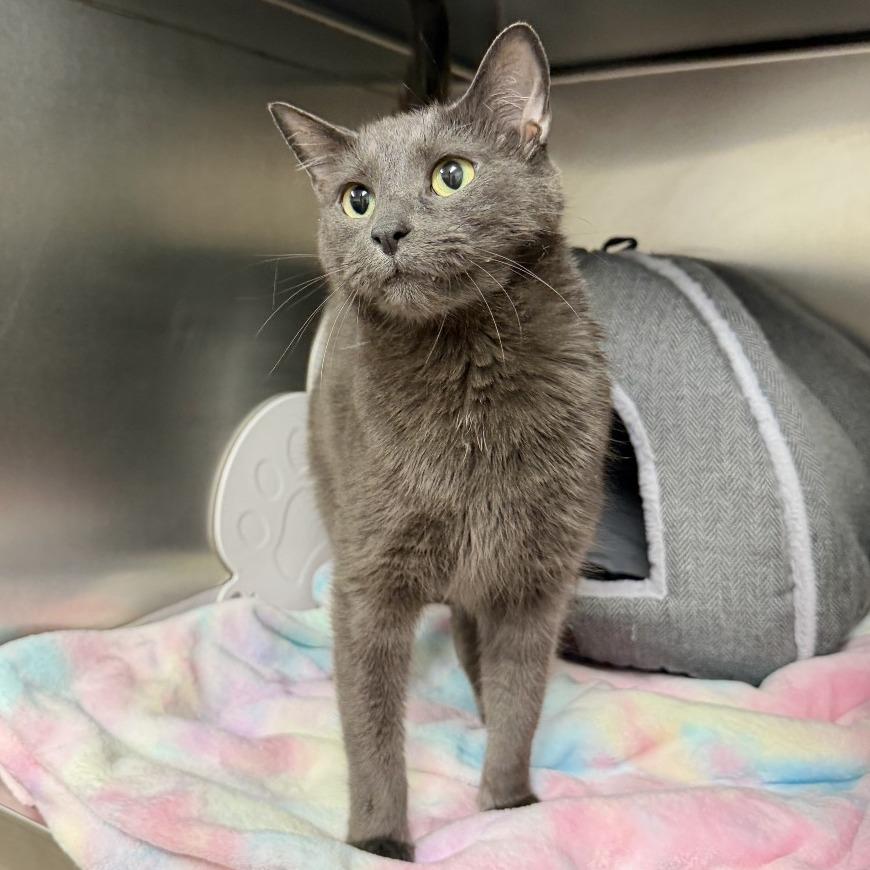 Toby, a Adoptable Domestic Short Hair in East Hampton, NY image 2/6