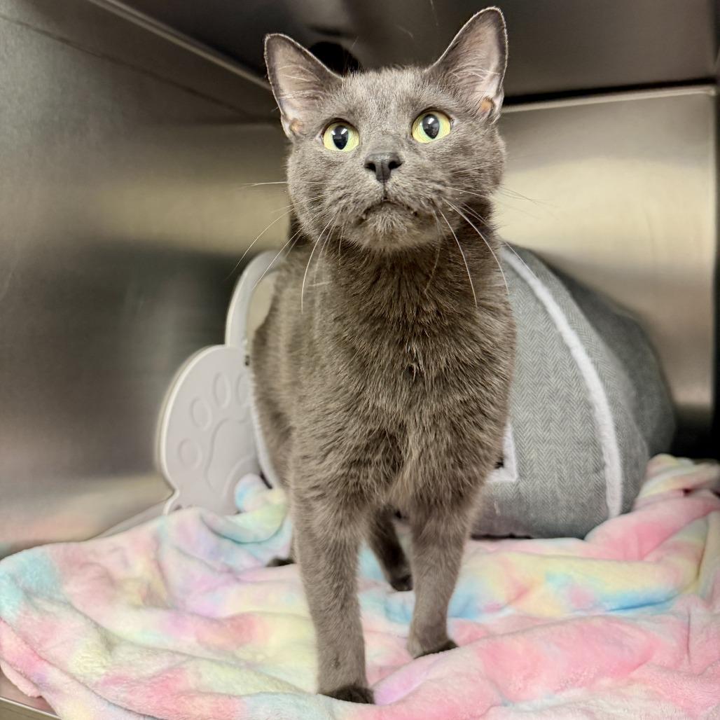 Toby, a Adoptable Domestic Short Hair in East Hampton, NY image 3/6