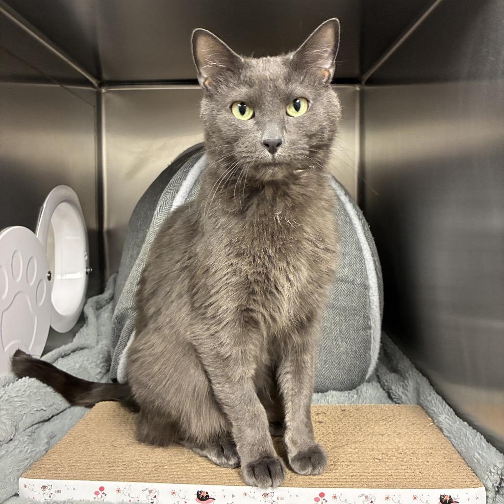 Enlarge Toby, a Adoptable Domestic Short Hair in East Hampton, NY image 2/4