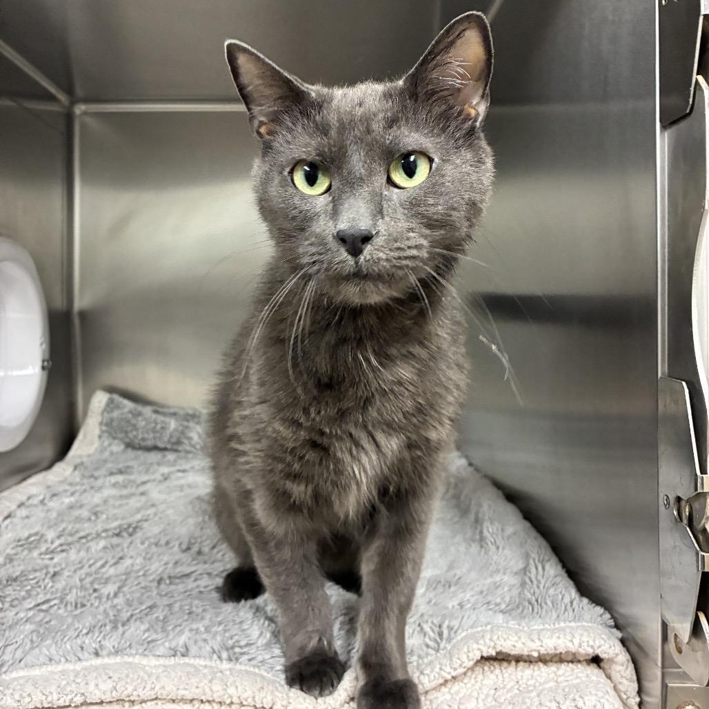 Enlarge Toby, a Adoptable Domestic Short Hair in East Hampton, NY image 3/4