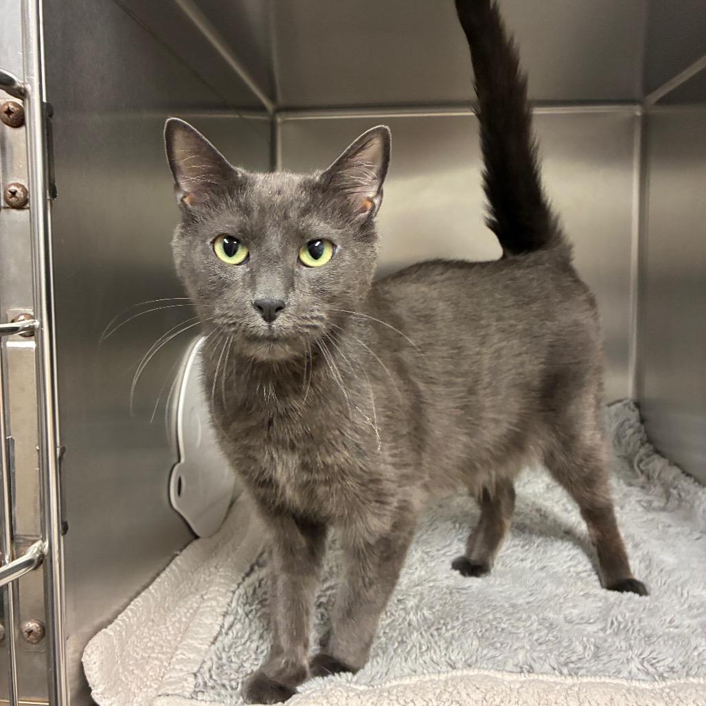 Enlarge Toby, a Adoptable Domestic Short Hair in East Hampton, NY image 4/4