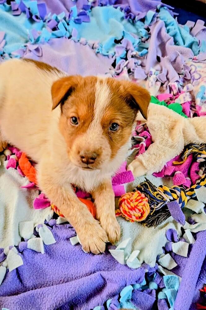 Cowboy, Adoptable, Puppy Male Australian Shepherd & Australian Cattle Dog / Blue Heeler.