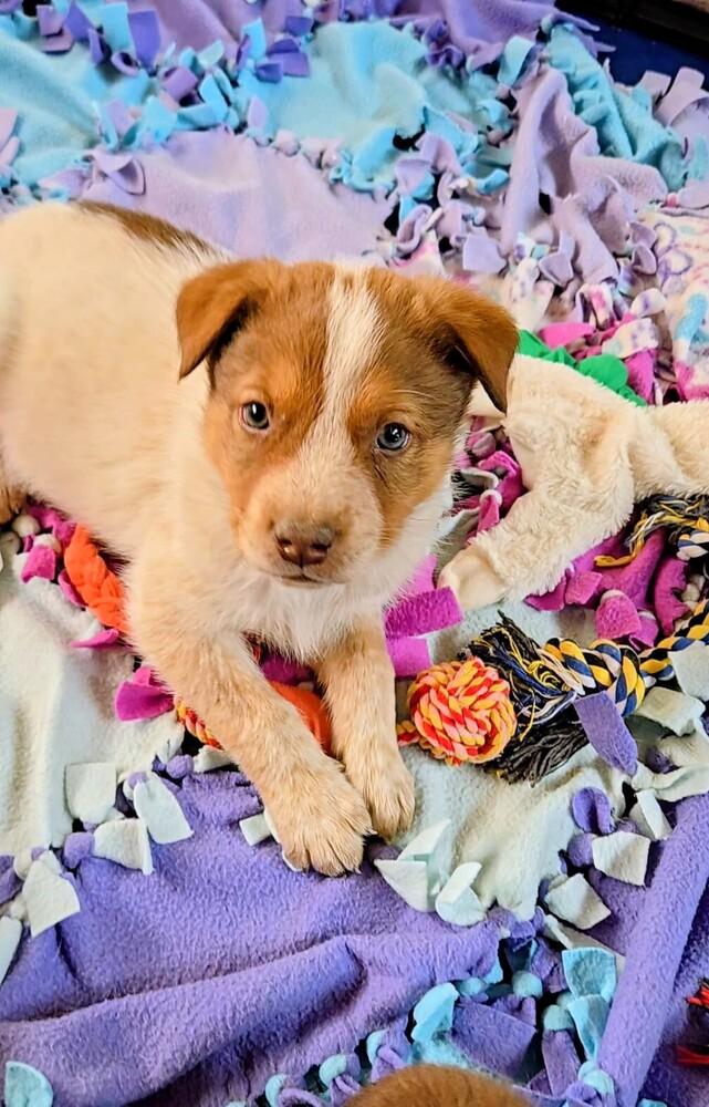 Enlarge Cowboy, a Adoptable mixed breed in Evergreen, CO image 2/6