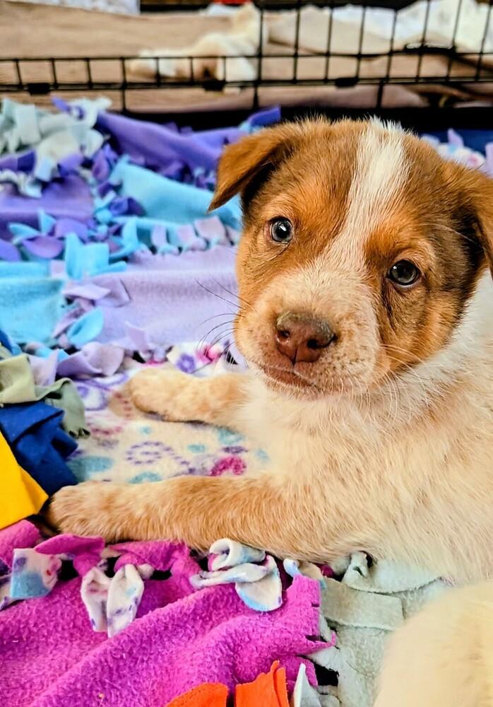 Enlarge Cowboy, a Adoptable mixed breed in Evergreen, CO image 3/6