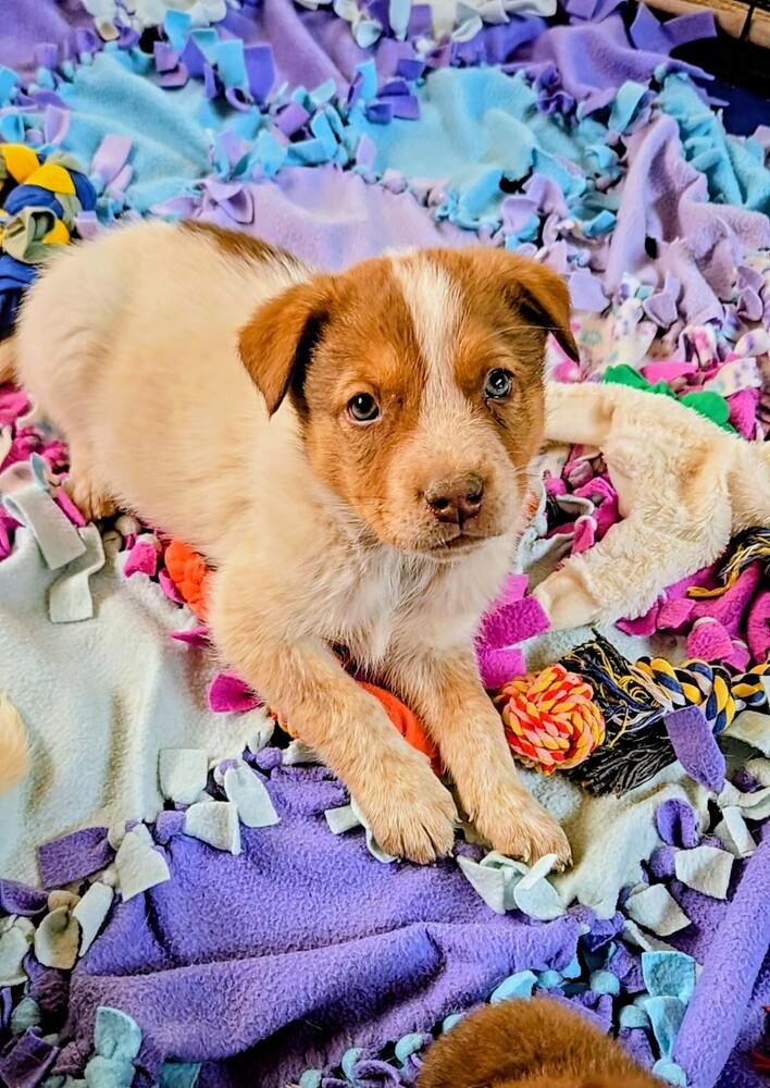 Enlarge Cowboy, a Adoptable mixed breed in Evergreen, CO image 4/6