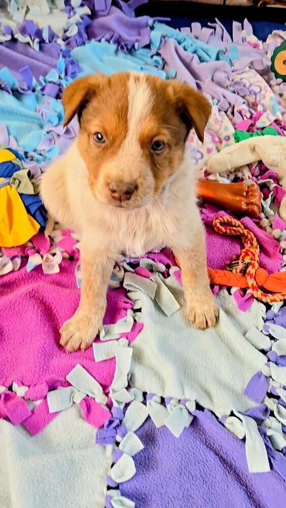 Enlarge Cowboy, a Adoptable mixed breed in Evergreen, CO image 5/6