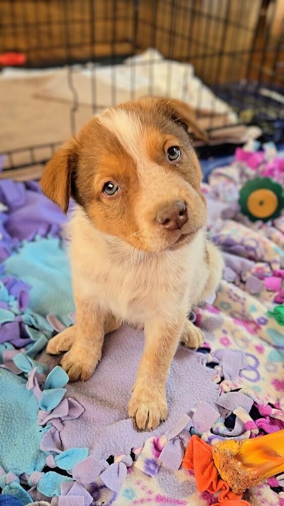 Enlarge Cowboy, a Adoptable mixed breed in Evergreen, CO image 6/6