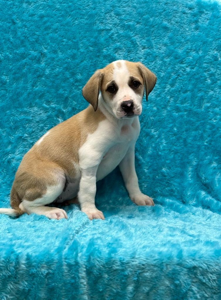 Enlarge Sally, a Adoptable Pit Bull Terrier in Little Elm, TX image 1/1