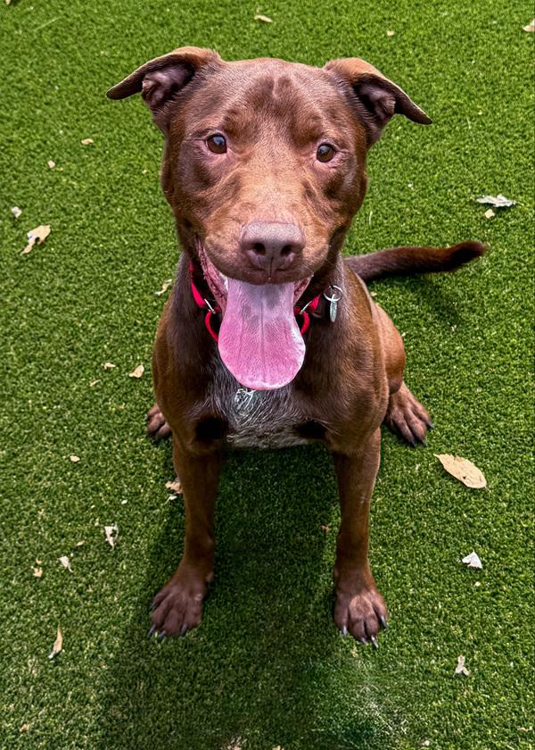 Jax, Adoptable, Adult Male Pit Bull Terrier & Labrador Retriever.