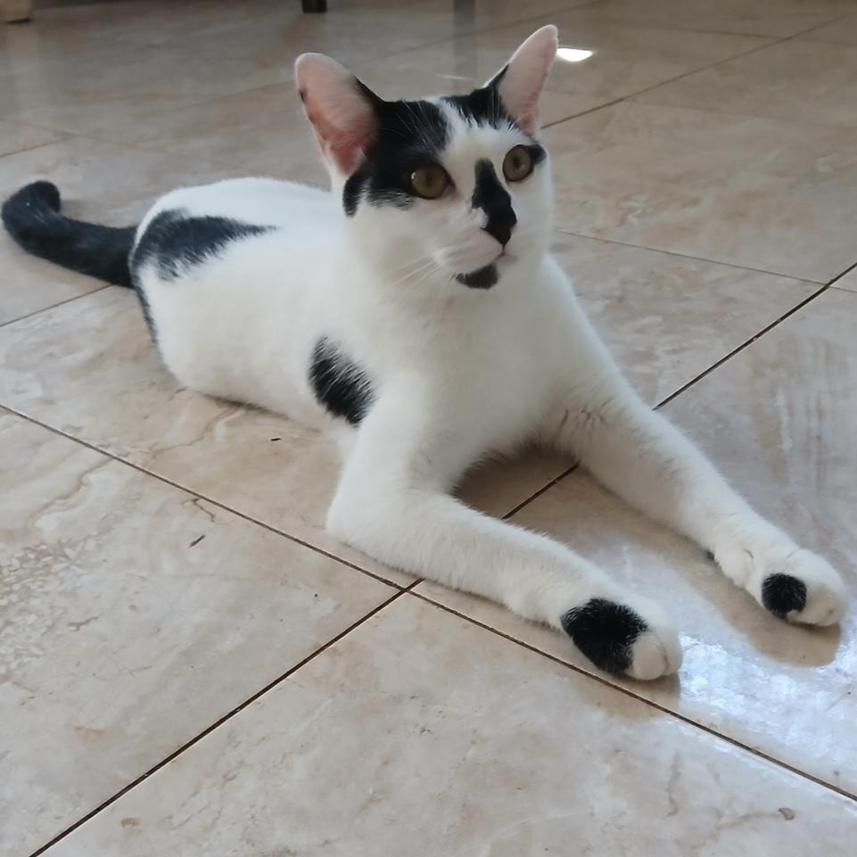 Vincent, Adoptable, Kitten Male Tuxedo.