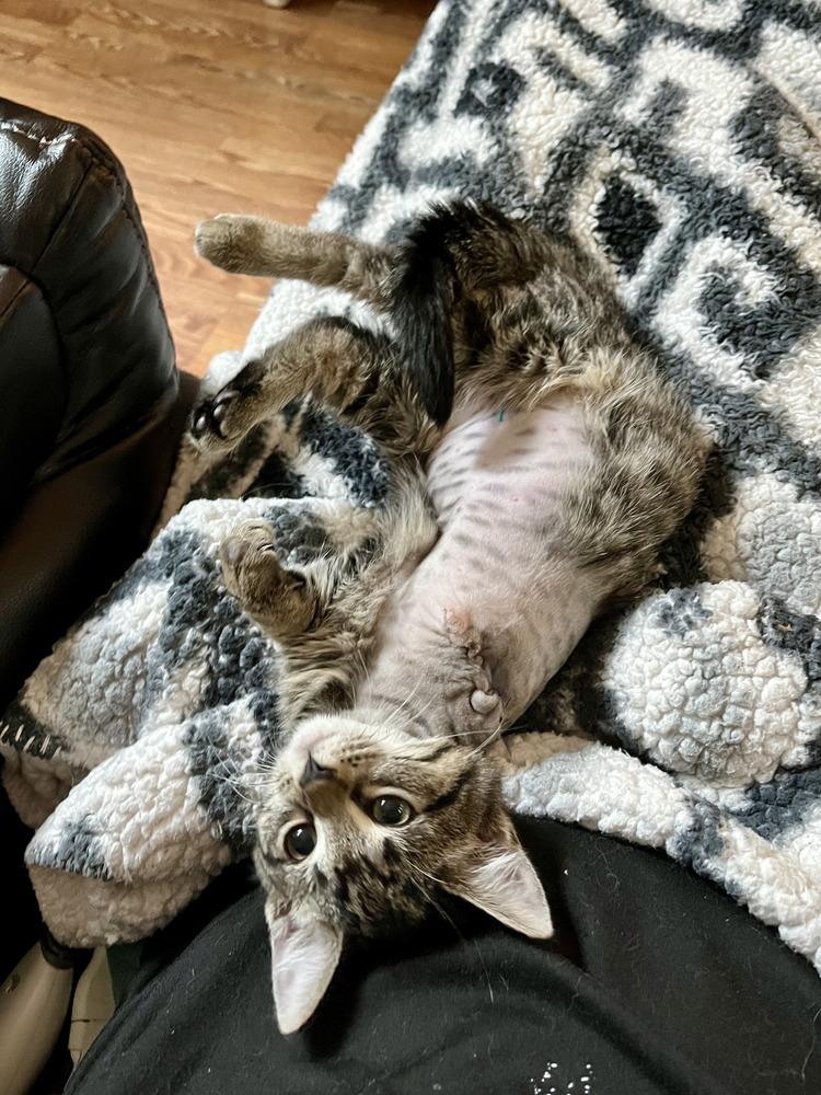 Gnocchi, Adoptable, Kitten Female Domestic Short Hair & Tabby.