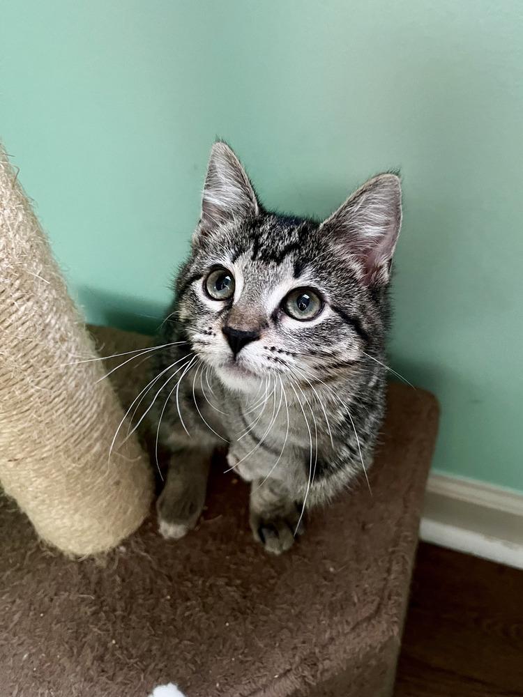 Enlarge Gnocchi, a Adoptable mixed breed in Emerald Isle, NC image 2/5