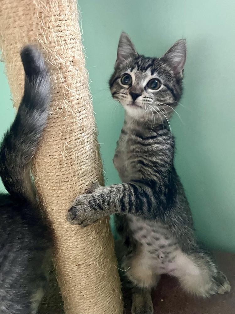 Enlarge Gnocchi, a Adoptable mixed breed in Emerald Isle, NC image 4/5