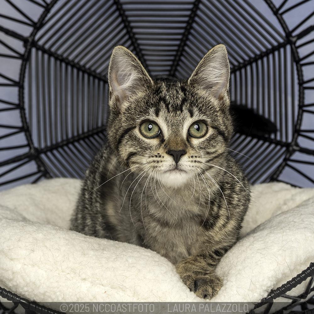 Enlarge Gnocchi, a Adoptable mixed breed in Emerald Isle, NC image 5/5