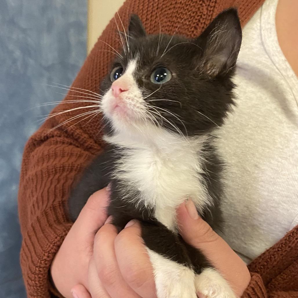 Remy, Adoptable, Kitten Male Domestic Short Hair.