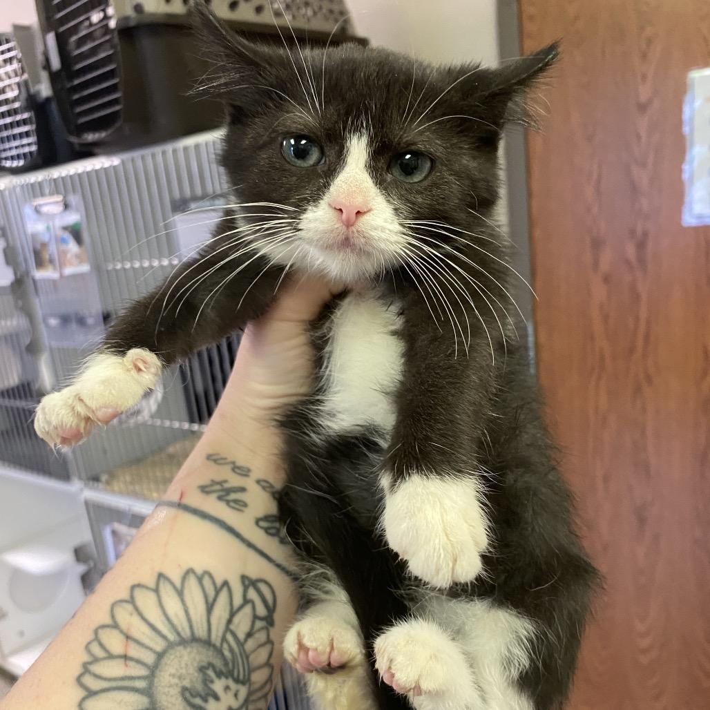 Enlarge Remy, a Adoptable Domestic Short Hair in Norfolk, NE image 2/5