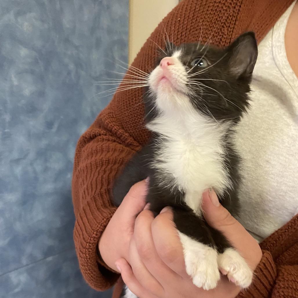 Enlarge Remy, a Adoptable Domestic Short Hair in Norfolk, NE image 3/5