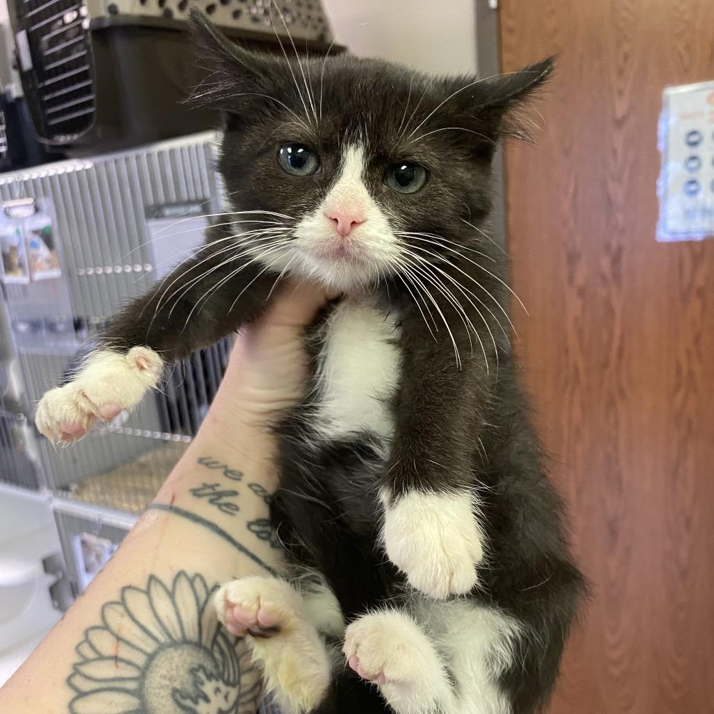Enlarge Remy, a Adoptable Domestic Short Hair in Norfolk, NE image 4/5