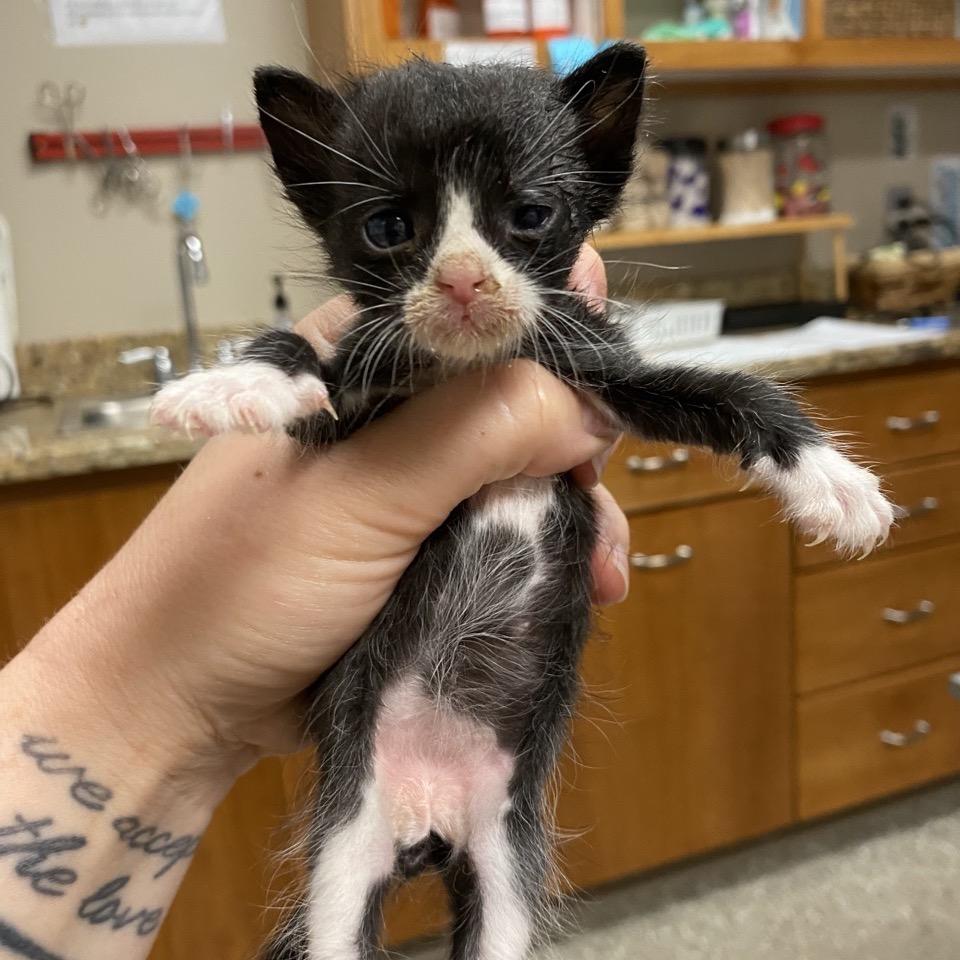 Enlarge Remy, a Adoptable Domestic Short Hair in Norfolk, NE image 5/5