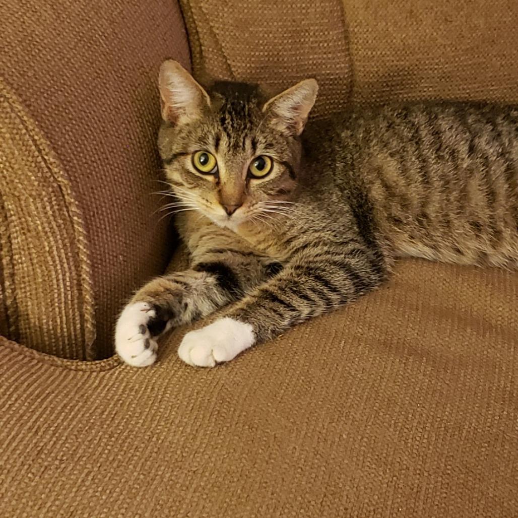 Enlarge Paisley, a Adoptable Domestic Short Hair in Tulsa, OK image 1/2