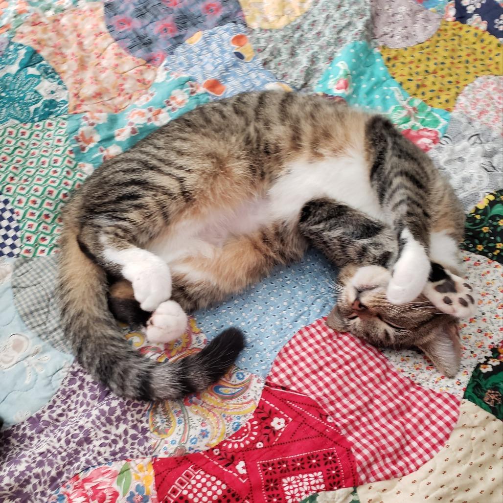 Enlarge Paisley, a Adoptable Domestic Short Hair in Tulsa, OK image 2/2