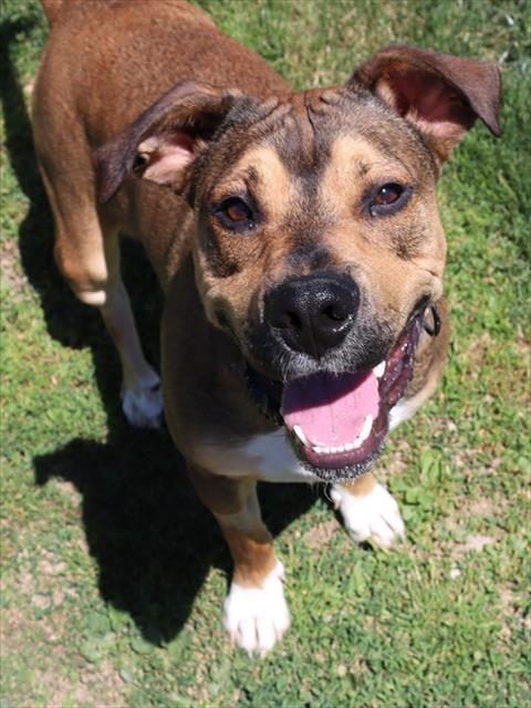 Enlarge STITCH, a Adoptable mixed breed in Aliquippa, PA image 1/1