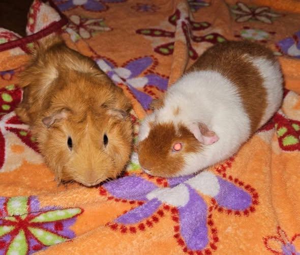 Pumpkin & Tweety, Adoptable, Young Male Guinea Pig.