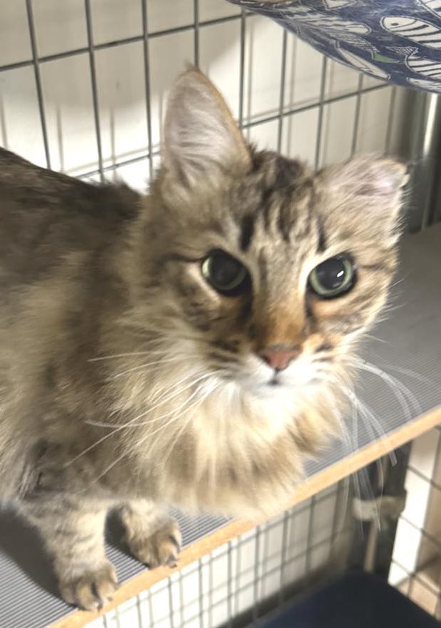 Queenie Winter thumbnail 2