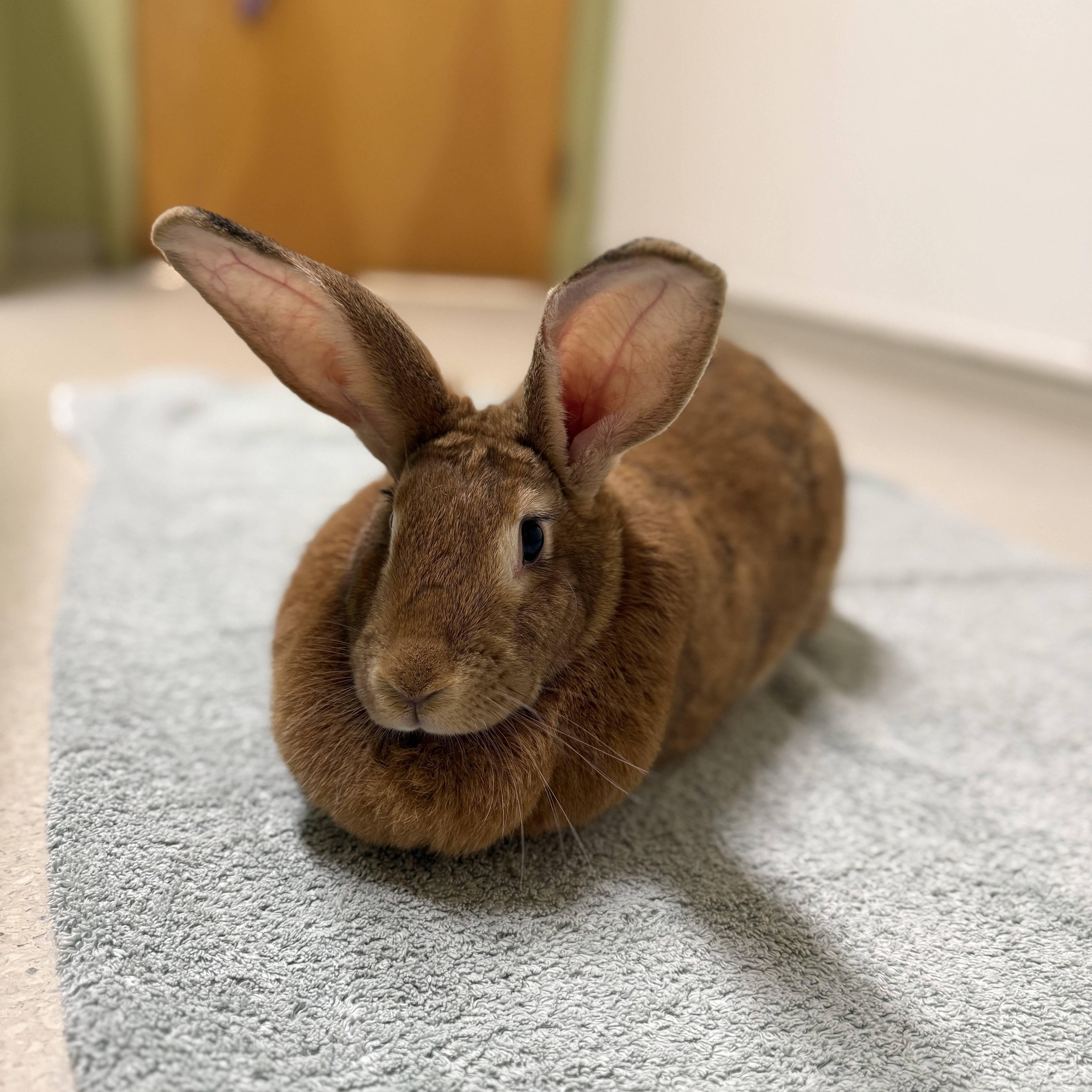 Enlarge Butter Butt, a Adoptable mixed breed in Ellington, CT image 2/2