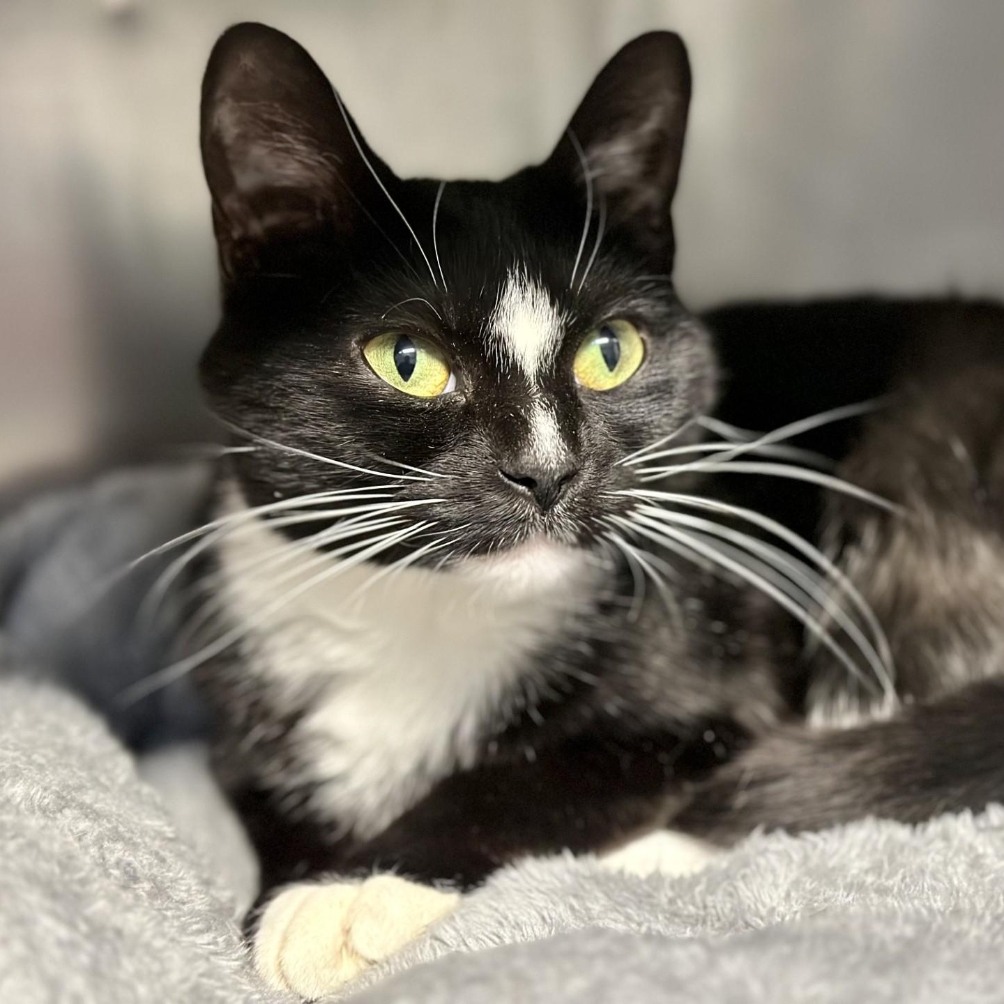 Umi , ADOPTABLE, Adult Female Domestic Short Hair.