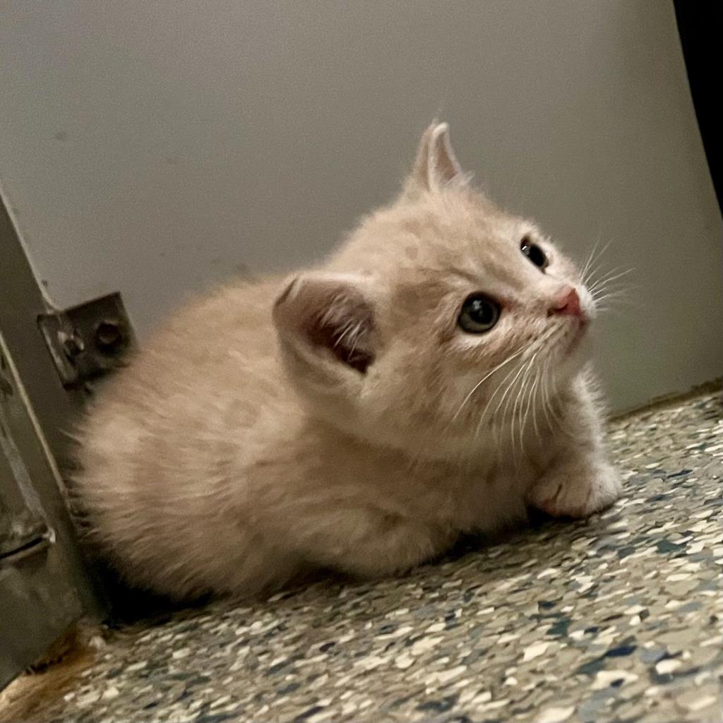 Enlarge Spice, a Adoptable mixed breed in Eastsound, WA image 1/2