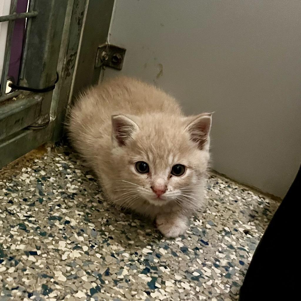 Enlarge Spice, a Adoptable mixed breed in Eastsound, WA image 2/2