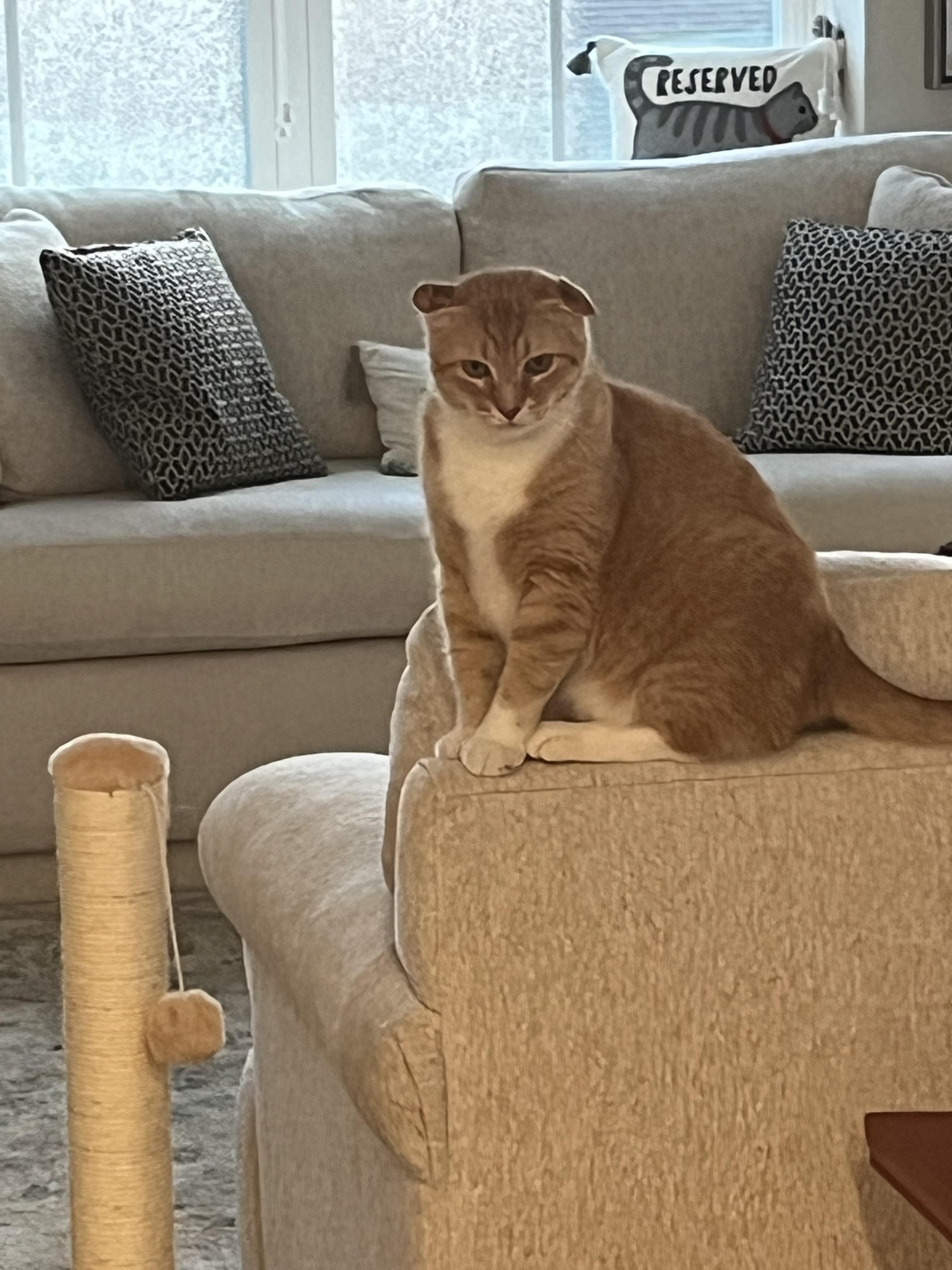 Yoda, a ADOPTABLE Domestic Short Hair in Ponte vedra, FL image 6/6