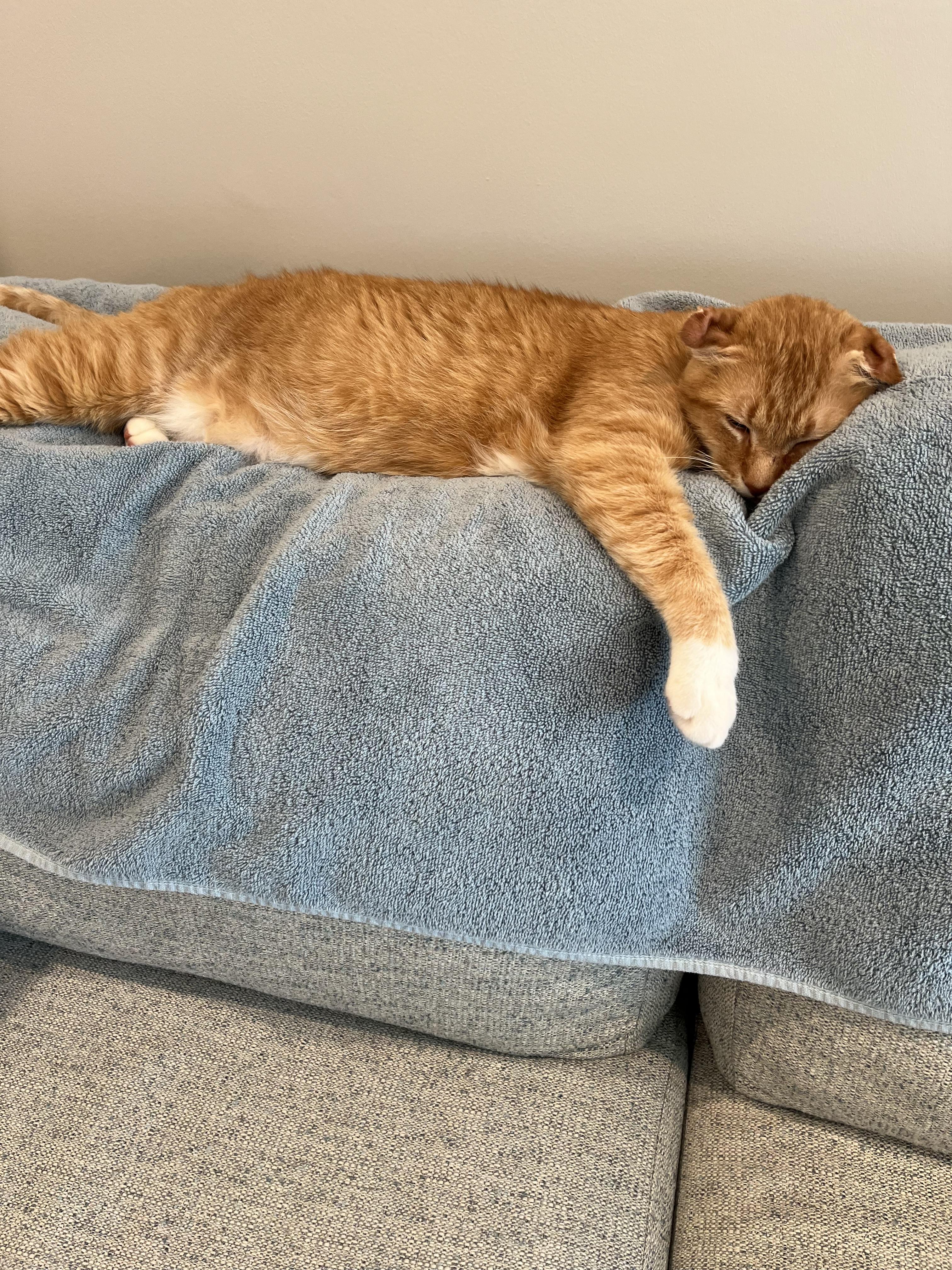 Yoda, a ADOPTABLE Domestic Short Hair in Ponte vedra, FL image 4/6