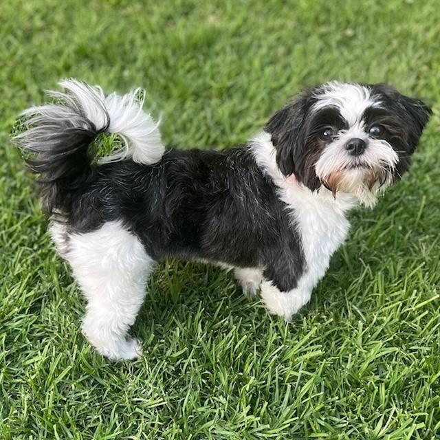Enlarge GEORGE, an adopted Shih Tzu in Santa Monica, CA image 2/3