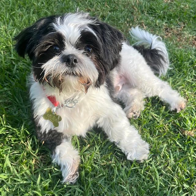 Enlarge GEORGE, an adopted Shih Tzu in Santa Monica, CA image 3/3