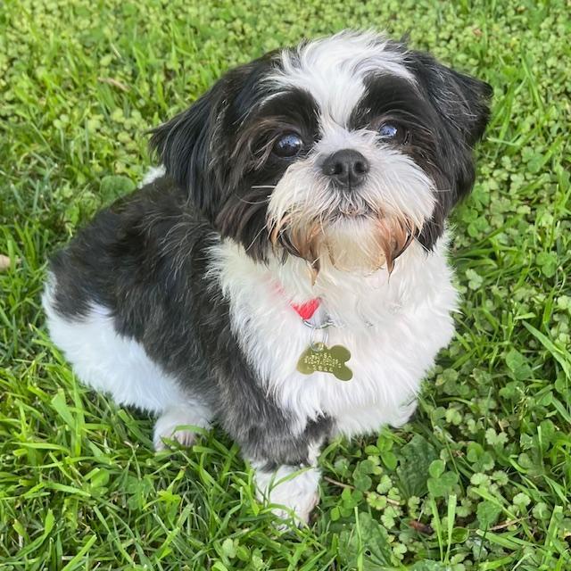 Enlarge GEORGE, an adopted Shih Tzu in Santa Monica, CA image 1/3