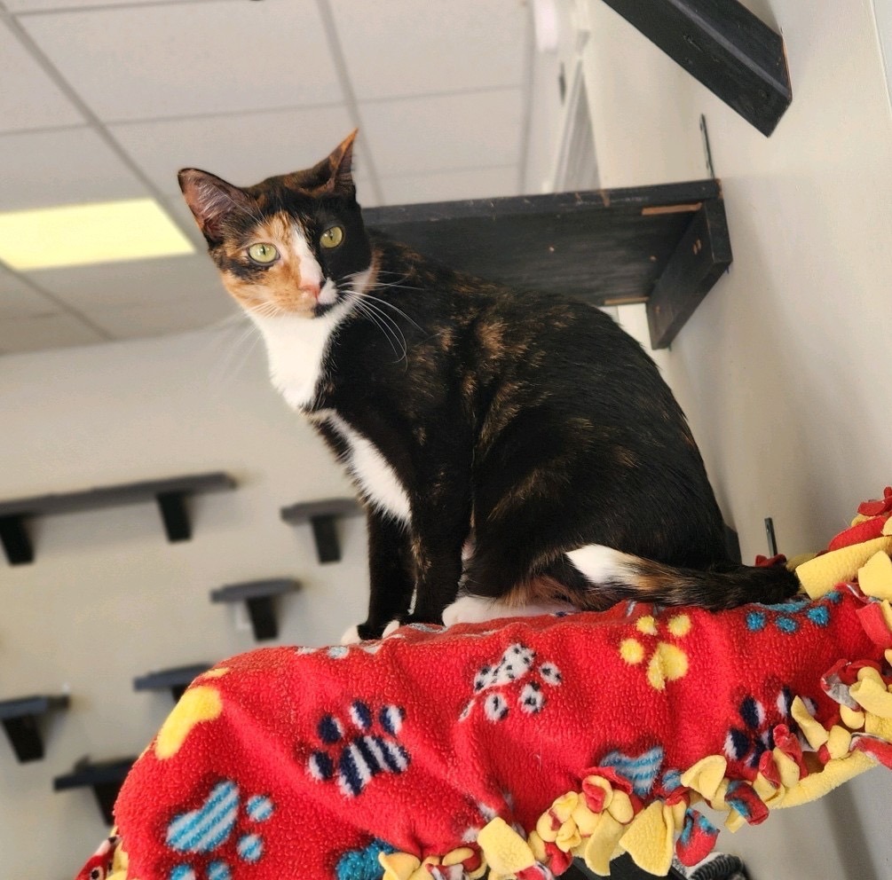 Sriracha, a Adoptable Domestic Short Hair in Colonia, NJ image 1/14