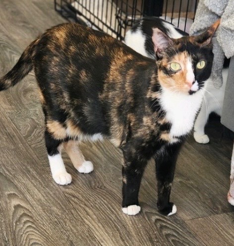 Sriracha, a Adoptable Domestic Short Hair in Colonia, NJ image 2/14