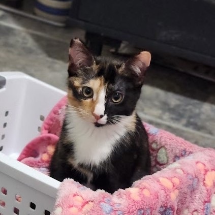 Sriracha, a Adoptable Domestic Short Hair in Colonia, NJ image 3/14